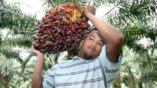 Gigante del aceite de palma eleva perspectiva para este año