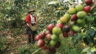 Agrobanco otorgará créditos por S/. 20 millones para cafetaleros de Villa Rica