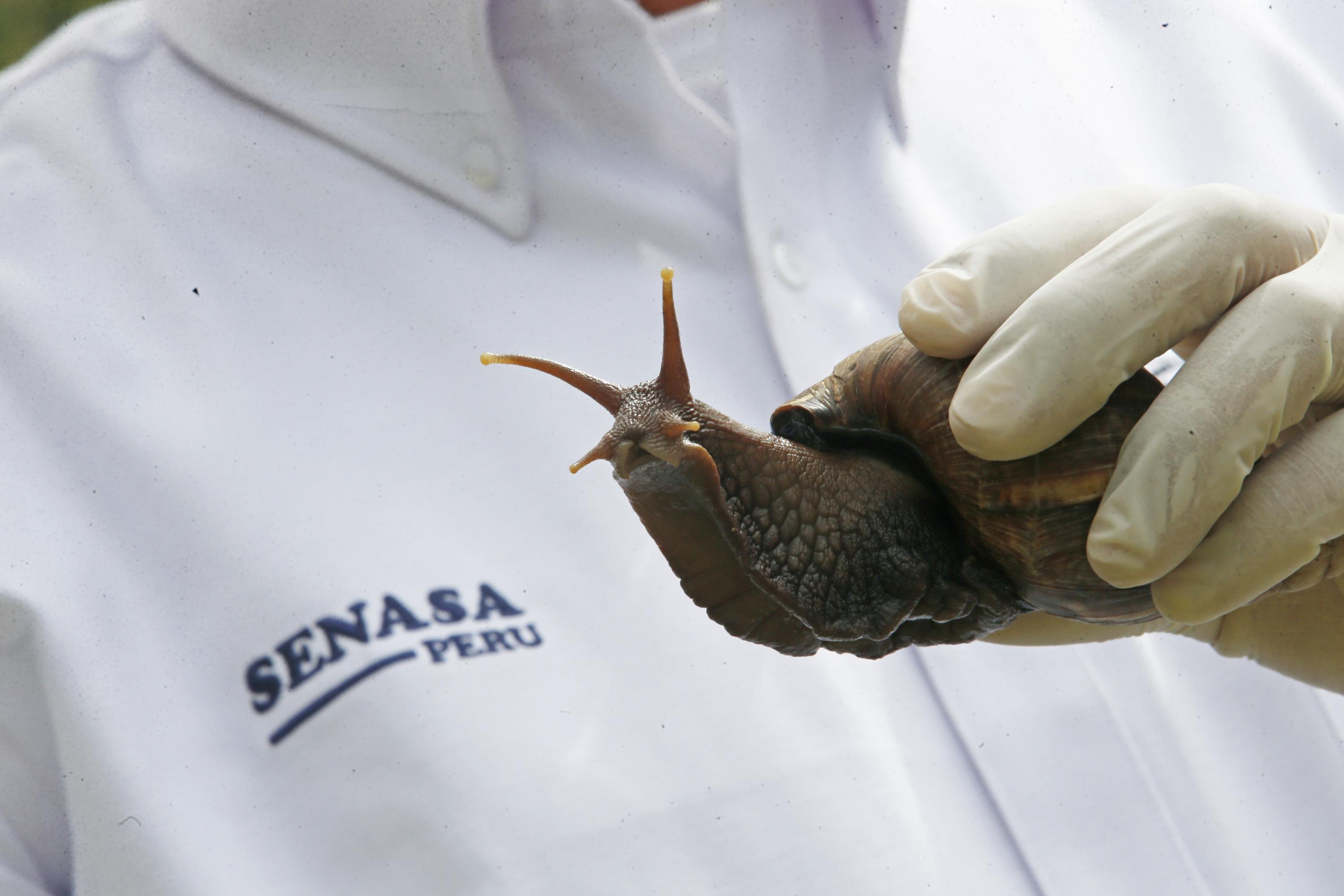 Caracol gigante africano