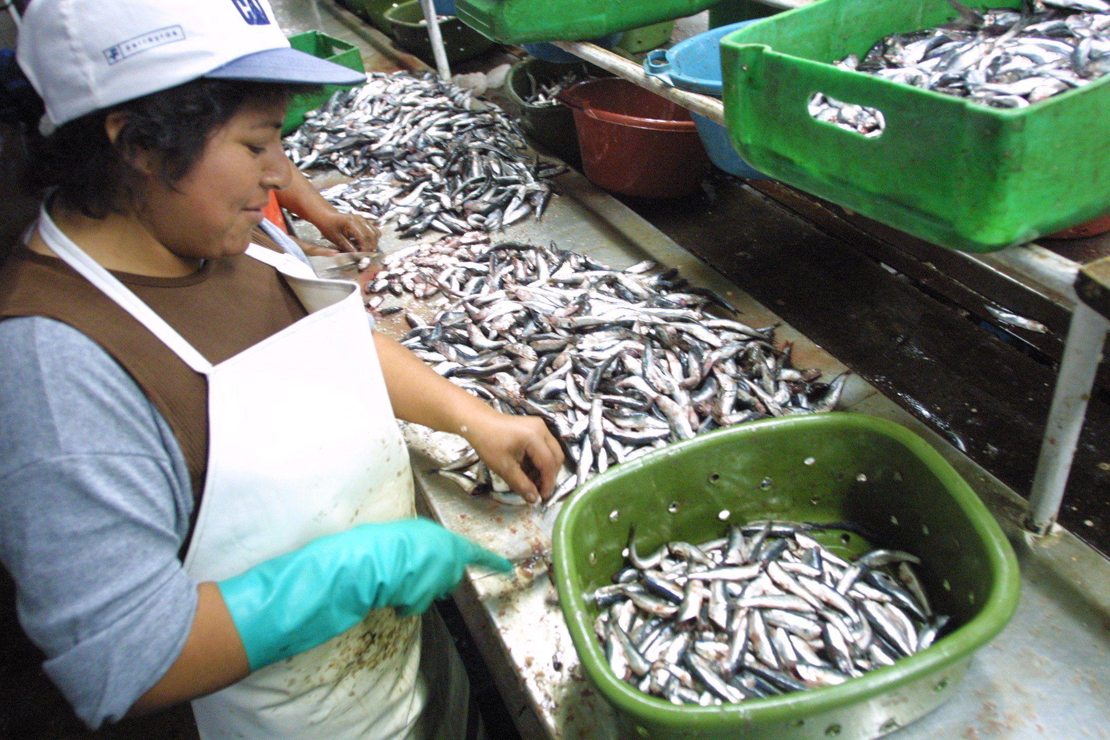 En enero contribuyó al comportamiento positivo del sector Pesca la mayor captura de anchoveta para consumo humano indirecto (11.5%), afirmó el INEI.