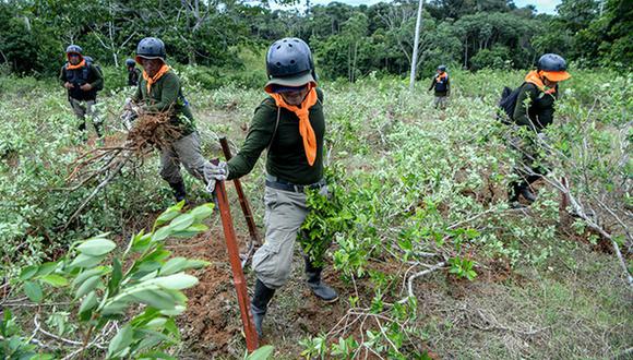 Gustavo Adrianzén indicó que el Gobierno espera erradicar este año 25,000 hectáreas de cultivos de coca con fines ilícitos