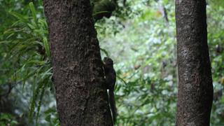 Más de 100 especies de árboles amenazados se conservan en banco de germoplasma de Lambayeque