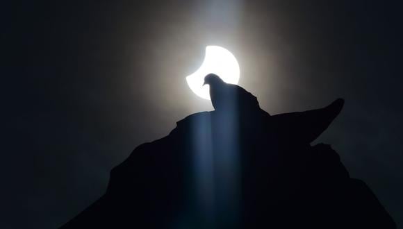 Los animales pueden verse afectados por el cambio que producen los eclipses (Foto: AFP)