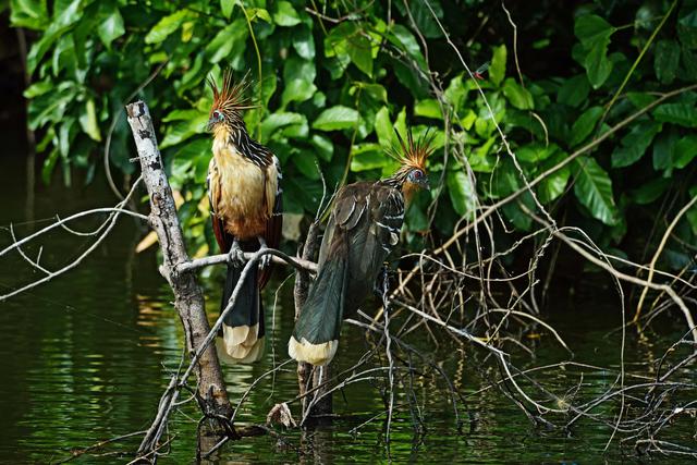 FOTO 4 | En el Parque Nacional del Manu vive el 55% de las 1800 especies de aves peruanas y el 10% de las aves del mundo. Las aves son el grupo mejor estudiado del parque. En virtud de tales cifras, el PNM y la Reserva de Biosfera Manu han sido declarados por BirdLife como un área importante de aves (Important Bird Area) a nivel mundial.