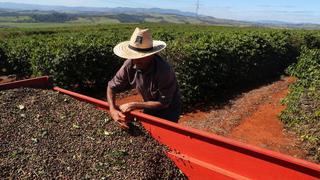 Campos de café, caña y maíz de Brasil se salvan de las heladas, según meteorólogos