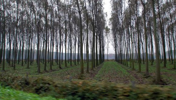 A diferencia de las concesiones, las plantaciones se desarrollan en predios forestales y permiten un aprovechamiento de madera más eficiente.