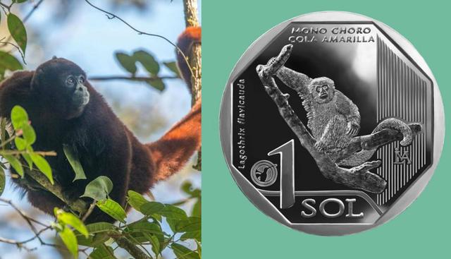 FOTO 8 | Un clásico de nuestra amazonía. El mono choro de cola amarilla fue la cara de la octava moneda. (Fuente: BCR)