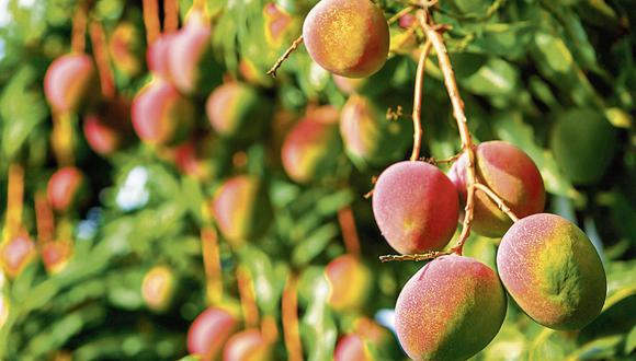 Los principales destinos de mango peruano son Estados Unidos, Europa y Asia. (Foto: iStock)