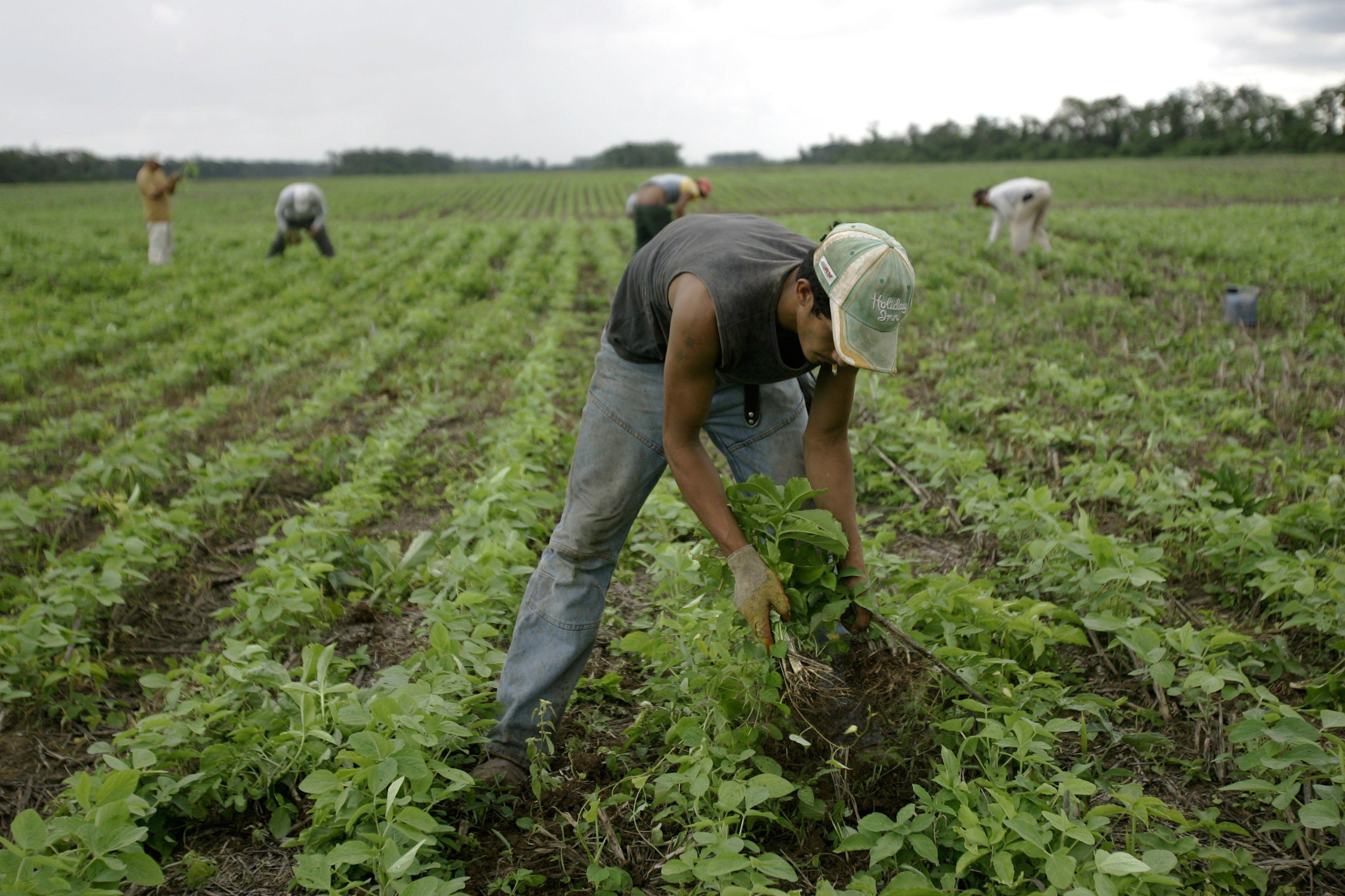 Soya de Bolivia no ingresará al Perú  (Foto: AP )