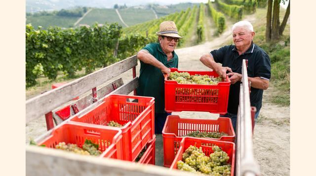 Son unos 500 agricultores asociados los que abastecen de uva a la compañía italiana, y que trabajan en colaboración todo el año para tener una calidad homogénea (niveles de dulzura y acidez). Este año la vendimia se adelantó y culminó a inicios de setiemb