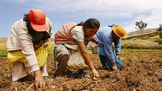 Minagri: sector agropecuario creció 0.6% en abril, pese a impacto del coronavirus