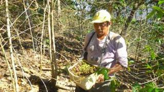 Gobierno evalúa plan adicional a cafetaleros contra la plaga de la roya amarilla