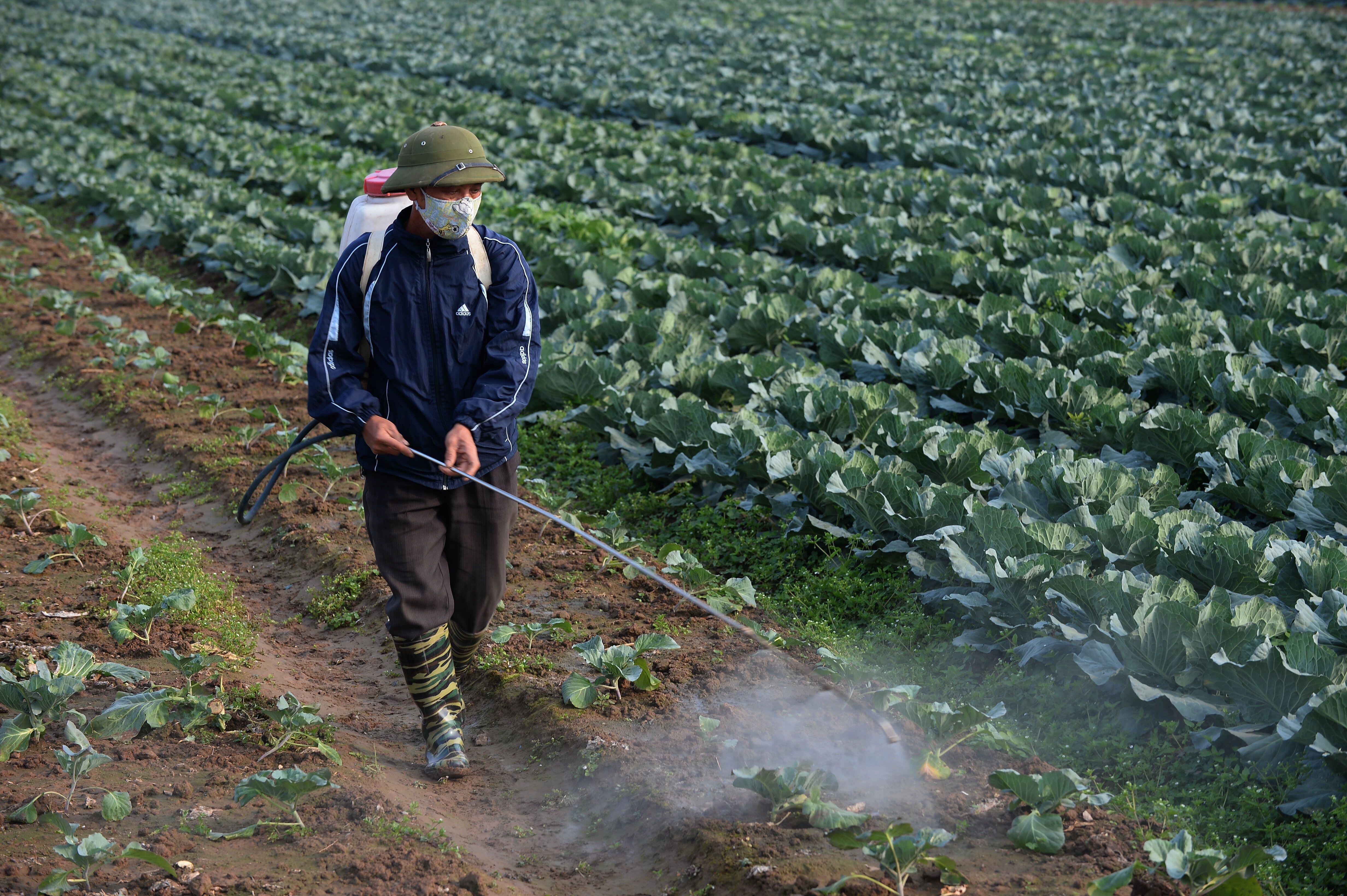 China will reduce the use of pesticides in fruits and vegetables by 10% by 2025