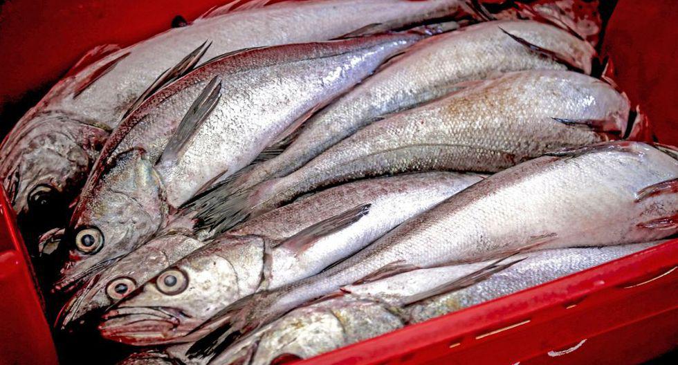 Imarpe recomendó suspender la pesca de merluza por la necesidad de proteger a los juveniles y la biomasa desovante. (Foto: Difusión)