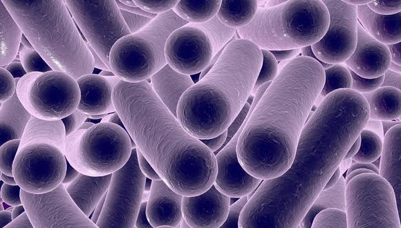 Bacteria Vibrio vulnificus puede causar la muerte a 1 de cada cinco pacientes (Foto: Freepik)