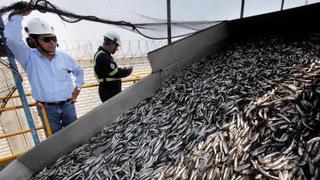 SNP: Pesqueras peruanas no esperan gran impacto de El Niño en la anchoveta