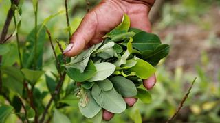 Colombia suspende erradicación forzada de cultivos de coca