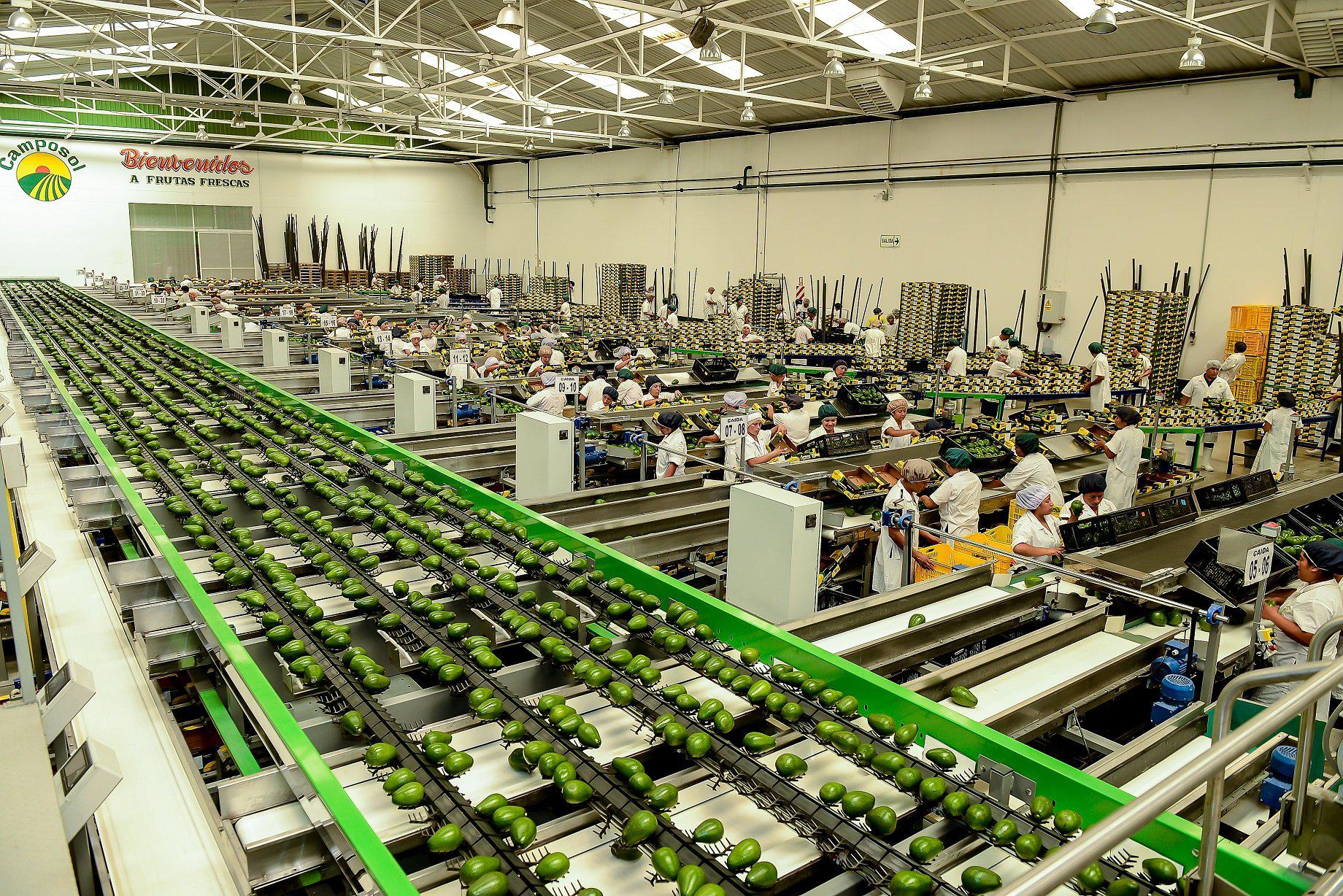 La oferta de agroexportación fue constituida por las paltas, arándanos, uvas frescas, entre otros. (Foto: difusión)