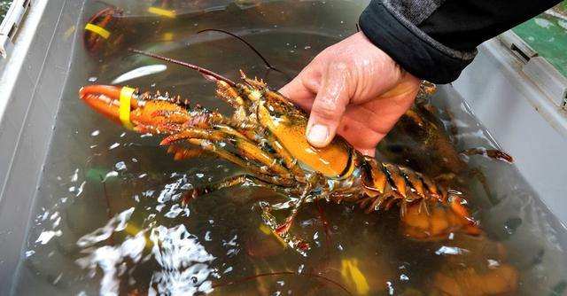FOTO 8 | El Gobierno de Nueva Zelanda dijo el 5 de febrero que entre 150 y 180 toneladas de langosta viva se mantenían en el país en contendores y tanques, en mar y en tierra, tras la cancelación de pedidos por parte de los compradores chinos. (Foto: EFE/ Cristobal Herrera)