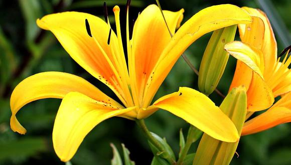 Existen días específicos para obsequiar flores amarillas a las personas que nos importan (Foto: Pixabay)