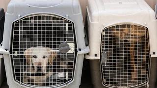 Abandonados a su suerte, los perros del aeropuerto de Kabul se preparan para volver al trabajo