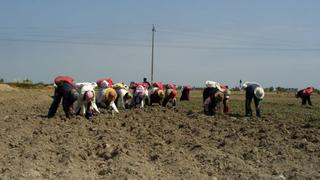 Exportaciones pesqueras caerían hasta 10% y agrícolas 4% por fenónemo de El Niño, según la CCL