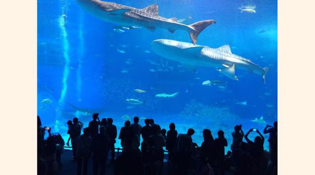 Okinawa Churaumi Aquarium, Motobu-cho, Japón. “Espectacular!”