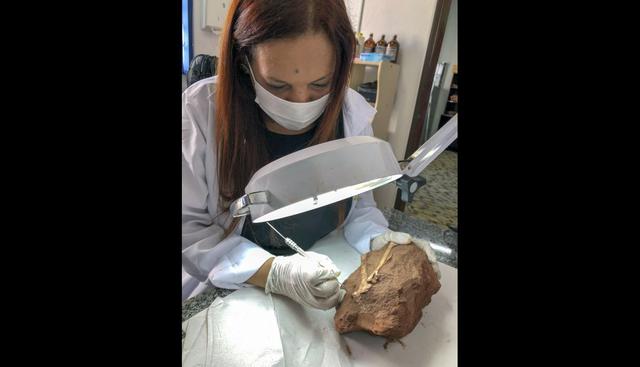 El Hallazgo fue hecho por paleontólogos de la Universidad de Sao Paulo, la Universidad Estatal de Maringa (UEM), el Museo Argentino de Ciencias Naturales y el Museo de Paleontología. (Foto: AFP)
