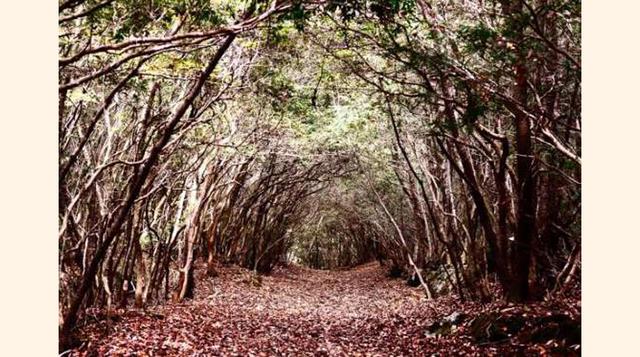 Bosque De Aokigahara, Japón. El bosque, comúnmente conocido como el «bosque suicida» debido a la gran cantidad de personas que han elegido ir a este sitio a morir, es, por desgracia, el segundo lugar donde se dan más suicidios del mundo, después del Golde