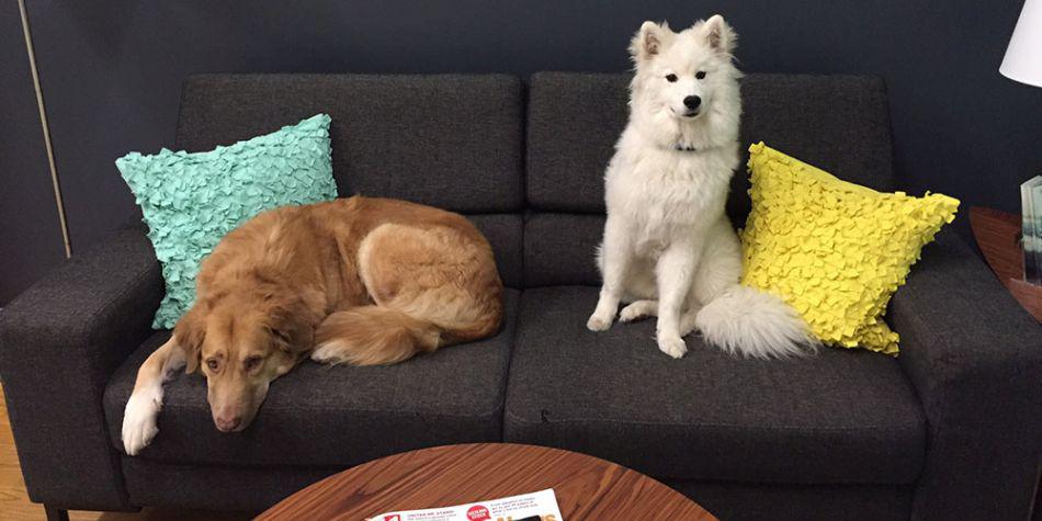 Es bueno para el ambiente de trabajo tener una mascota en la oficina, según expertos. (Foto: Instagram/Figo Pets)