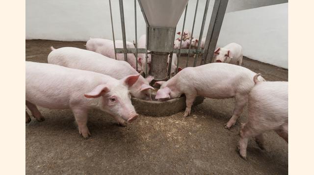 Aturdir animales antes del sacrificio. La inhalación de CO2 deja insensibles a los animales sin dejar rastros de residuos en la carne. (Foto: Thinkstock)