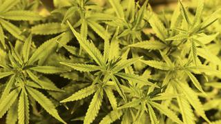 Cannabis medicinal: realizan la primera importación legal de THC al Perú