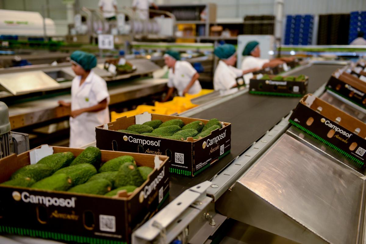 Exportaciones de palta crecerían a triple dígito este año. (Foto: Difusión)