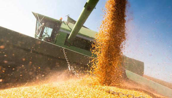 El organismo intergubernamental, en su primera evaluación completa de la temporada 2022-2023, pronosticó que la cosecha de maíz de Ucrania se reducirá a 18.6 millones de toneladas, por debajo de los 41.9 millones de la temporada anterior. (Foto: iStock)