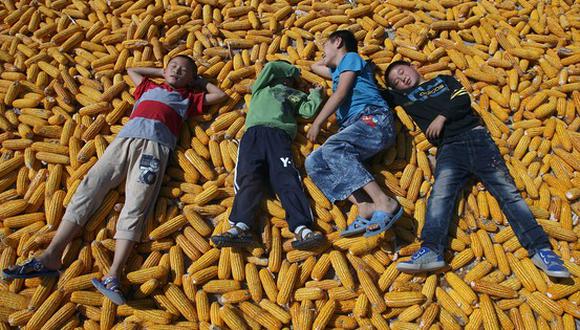 El Gobierno chino ha retrasado la aprobación de tales cultivos durante décadas para evitar una reacción violenta. Eso podría estar a punto de cambiar.