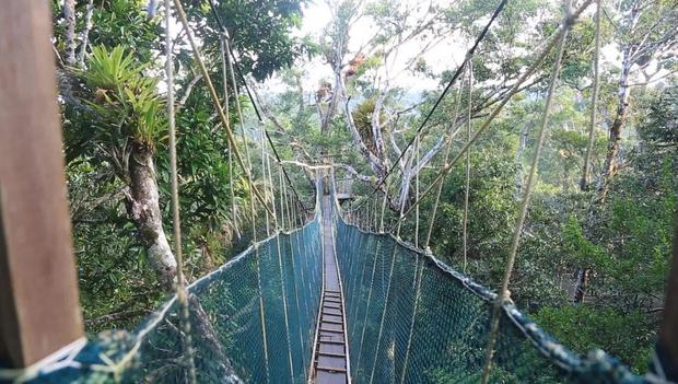 Los puentes colgantes se encuentran en un parque privado en Iquitos. (Foto: Amazon Explorama Lodges)