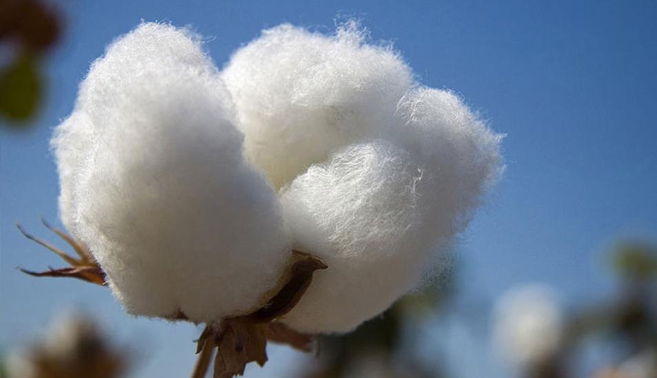 FOTO 5 | Algodón: cuenta con una gran calidad reconocida internacionalmente. (Foto: andina)