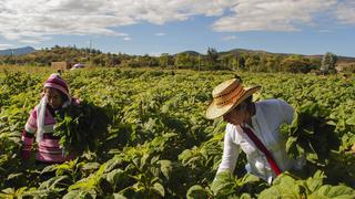 Minagri: Sector agropecuario creció 2% entre enero y mayo