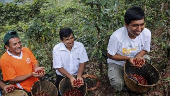 Agricultores están adoptando sistemas agroforestales para producir café de manera sostenible. Foto: Midagri