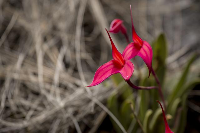 Se estima que son más de 900 las especies de flora que existen en el territorio del Parque Nacional del Huscarán, entre ellas flores de inmensa belleza, como esta orquidea. (Foto: Wust Ediciones/ Sernamp)
