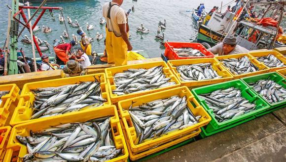 La pesca de anchoveta suele registrarse en Perú entre mayo y julio, sin embargo, debido a los eventos climáticos, la pesca no se ha autorizado a la fecha.