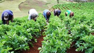 Un bono orgánico, la propuesta que evalúa el Midagri tras la compra internacional de urea