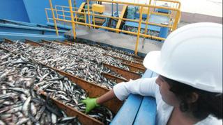 Produce: Cuota de anchoveta aumentará a 2.3 millones de toneladas en próxima temporada de pesca