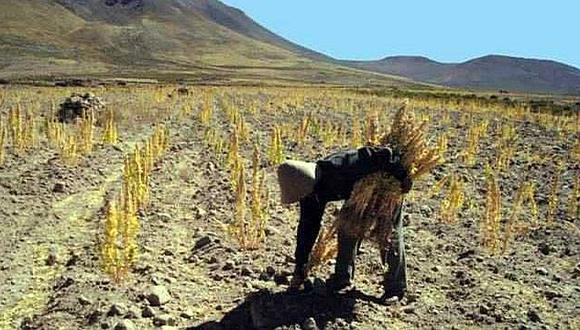 Midagri invertirá más de S/ 93 millones en Puno para la productividad de cultivos