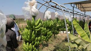 Alianza contra hongo de banano reforzará acciones preventivas e investigación