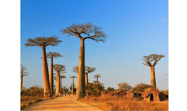 Madagascar. Madagascar es un cambio de paisaje garantizado, gracias a su entorno natural único y bien preservado. Es imposible visitar la isla y no ir a conocer, por ejemplo, los lémures en la reserva de Lalatsara. La gastronomía malgache, sin lugar a dud