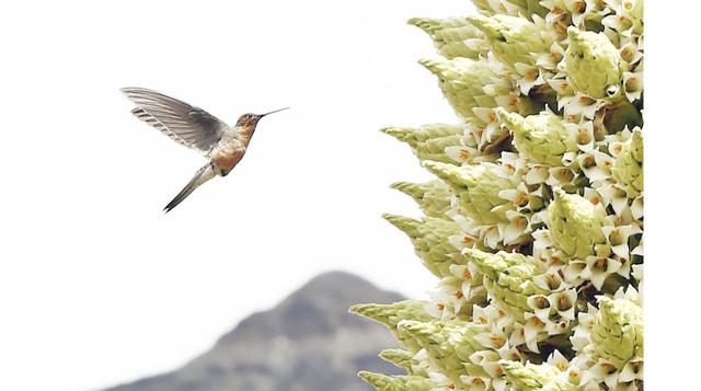 En el Parque Nacional Huscarán existen más de 120 especies de aves y 10 de mamíferos. Las aves más resaltantes son el colibrí (en la foto), el cóndor, el pato de los torrentes, la perdiz de puna, el pato jerga, el pato cordillerano, el zambullidor pimpoll