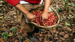 Centroamérica: Roya es una “tormenta perfecta” que haría caer el café en el 2013-2014