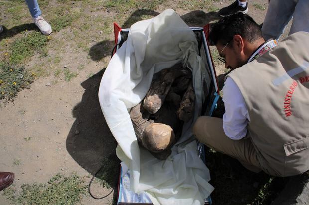 AME8343. LIMA (PERÚ), 27/02/2023.- Fotografía cedida por el Ministerio de Cultura, que muestra una momia prehispánica. Una momia prehispánica, de entre 600 y 800 años de antigüedad, fue hallada dentro de la mochila de un repartidor de una empresa de "delivery" (reparto a domicilio) en la región peruana de Puno, colindante con Bolivia, informaron este lunes fuentes oficiales. EFE/Ministerio de Cultura/SOLO USO EDITORIAL/ SOLO DISPONIBLE PARA ILUSTRAR LA NOTICIA QUE ACOMPAÑA (CRÉDITO OBLIGATORIO) 