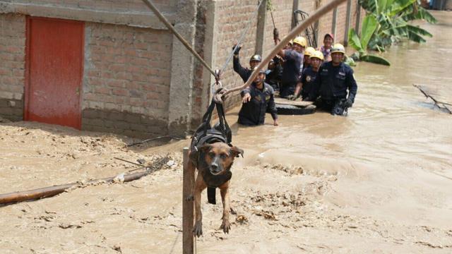 La labor de rescate de la Policía no solo se restringe a salvar ciudadanos. Animales y mascotas también son atentidos en la emergencia.
